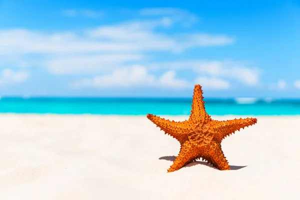 Seestern Weißen Sandstrand — Stockfoto