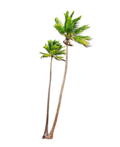 Kokosnoot Palmbomen Geïsoleerd Een Witte Achtergrond — Stockfoto