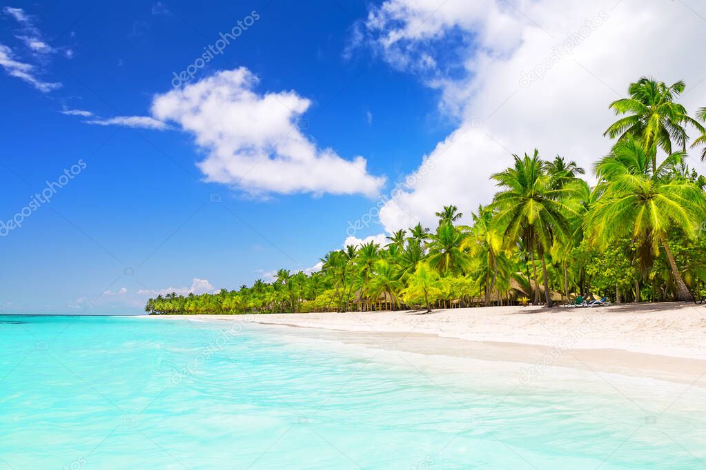 Coconut Palm trees on white sandy beach in Saona island, Dominican Republic. 