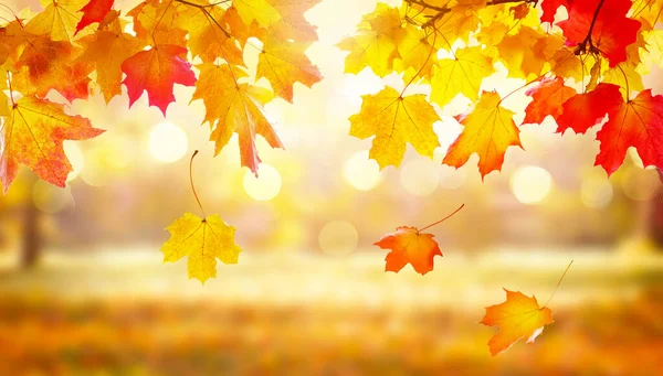 秋の風景 黄色の葉と美しい都市公園のパノラマ 背景がぼやけた秋の風景 — ストック写真