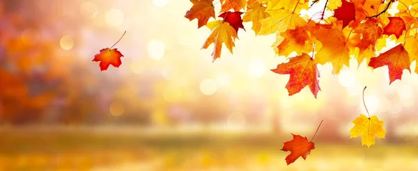 秋天的风景全景 美丽的城市公园 黄叶飘落 背景模糊的秋季风景 — 图库照片