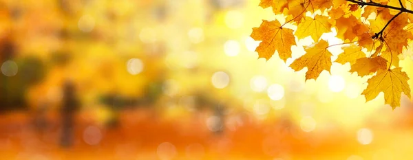 Panorama Del Paesaggio Autunnale Bellissimo Parco Cittadino Con Foglie Gialle — Foto Stock