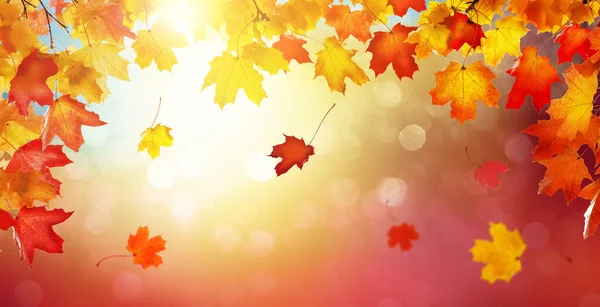 秋の風景 黄色の葉と美しい都市公園のパノラマ 秋の黄金の抽象的背景と墨色の紅葉 — ストック写真