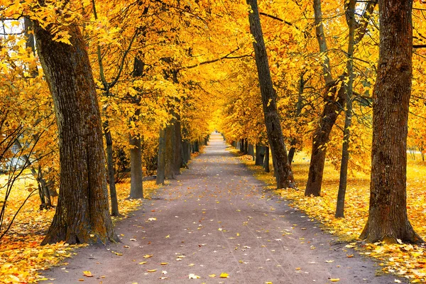 秋の風景 黄色の葉が落ちた美しい都市公園 紅葉の森の中の湖と秋の風景 — ストック写真