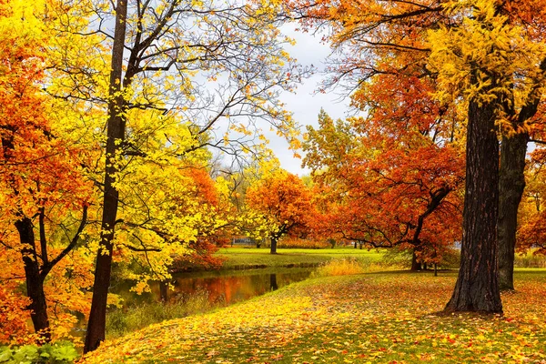 Őszi Táj Gyönyörű Városi Park Lehullott Sárga Levelekkel Őszi Táj — Stock Fotó