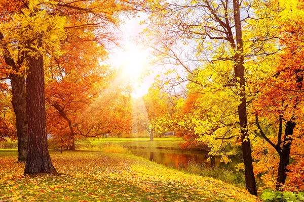 Herbstlandschaft Schöner Stadtpark Mit Abgefallenen Gelben Blättern Herbstliche Landschaft Mit Stockbild