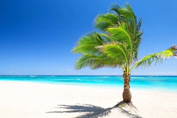 Palma Cocco Contro Cielo Azzurro Bellissima Spiaggia Punta Cana Repubblica — Foto Stock