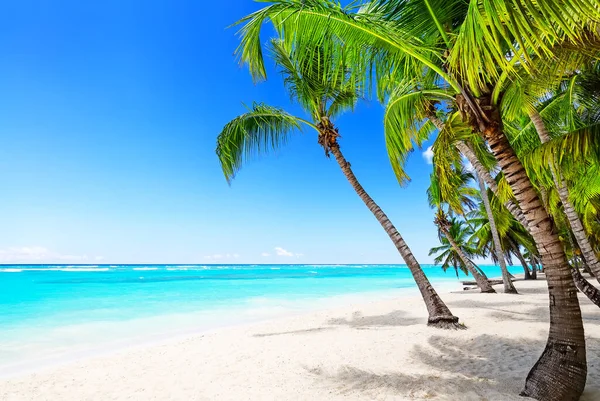 Karayipler 'de beyaz kumlu sahilde Hindistan cevizi palmiyeleri, Dominik Cumhuriyeti' nde Saona adası... Tatil tatili arka plan duvar kağıdı. Güzel tropikal plaj manzarası.