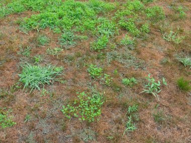 House front lawn covered with pesky crabgrass weeds clipart