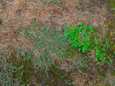 House front lawn covered with pesky crabgrass weeds clipart