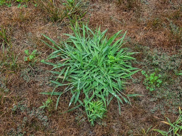 Haus Vorderen Rasen Mit Lästigen Krabbengras Unkraut Bedeckt — Stockfoto