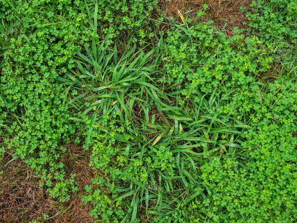 House front lawn covered with pesky crabgrass weeds