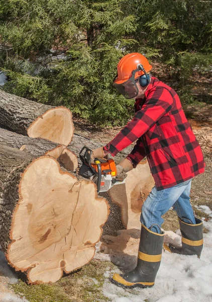 Skogshuggare Skära Ett Stort Träd Stockar För Ved — Stockfoto