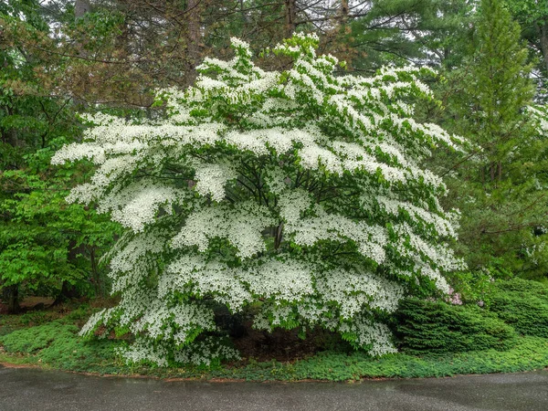 Reifer Weiß Blühender Hartriegelbaum Voller Blüte Stockfoto