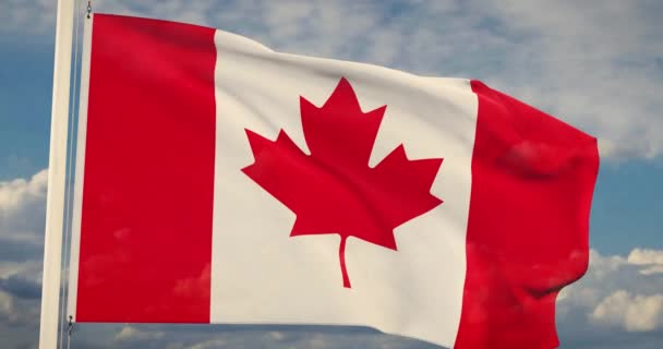 Канадский Флаг Машущий Ветром Имеет Канадский Кленовый Лист Знамя Эмблема — стоковое видео