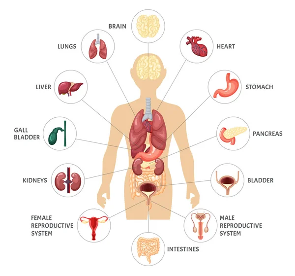 Människokroppens inre organ infografik. Anatomiskt läge inre organ hjärna njurblåsa kvinnliga manliga reproduktiva systemet bukspottkörtel lever mage lungor hjärta tarmar. Vektorillustration. — Stock vektor