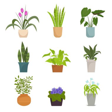 Home plants in pots set. Color collection indoor flowers bright purple petals green round leaves elongated pink buds with arrows symbol decorative botanical decoration. Vector flat flora. clipart