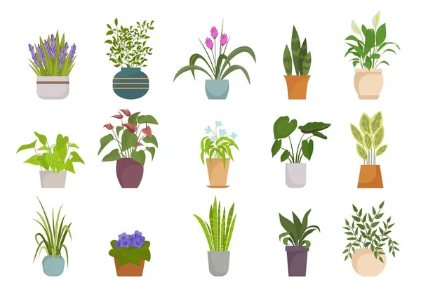 Houseplants em potenciômetros ajustados. Coleção botânica com flores coloridas folhas design decorativo natural moitas tropicais diversificada forma natural casa e escritório interiores. Vector florístico. —  Vetores de Stock