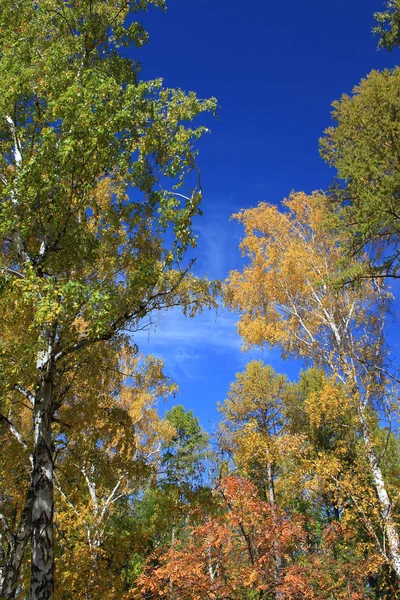 Na podzim. Horní bříza proti modré obloze — Stock fotografie