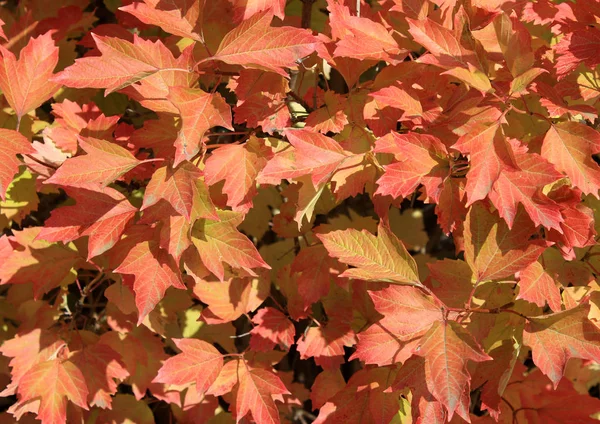 Colores otoñales. Leer hojas de viburnum —  Fotos de Stock