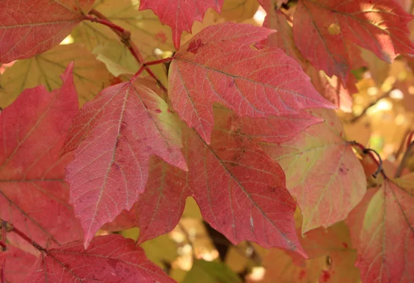 Kolory jesieni. Czerwone liście Kalina — Zdjęcie stockowe