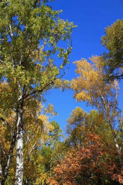 Na podzim. Horní bříza proti modré obloze — Stock fotografie