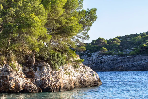 Koyda çam ağaçları