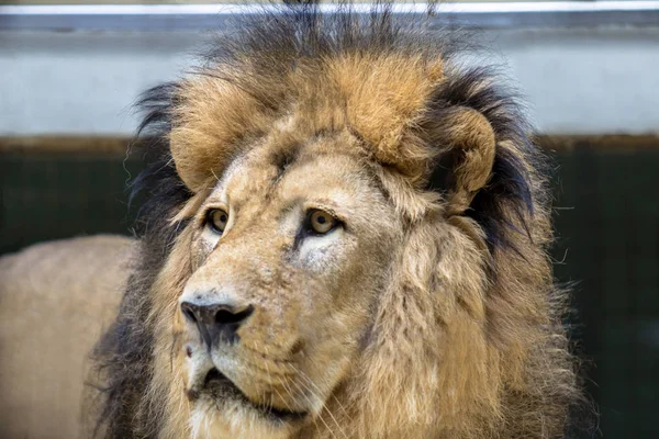 Closeup Portrait African Lion Berlin Zoo Germany — Stock Photo, Image
