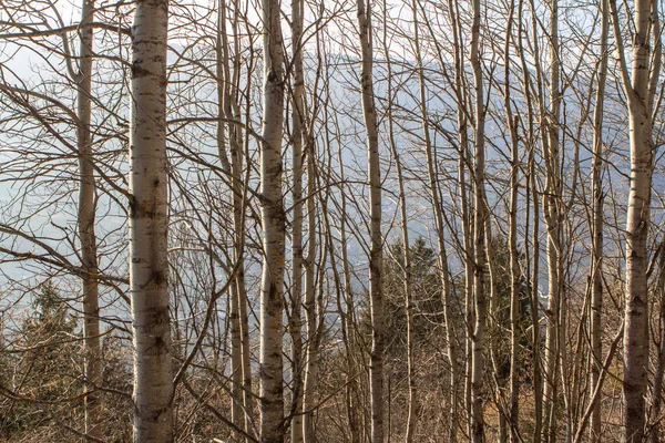 Güzel Alp yatay, orman ve dağlar