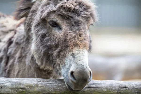 Niedlicher Esel Berliner Zoo Deutschland — Stockfoto