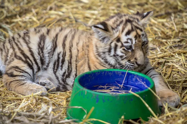 Little tiger cub with a bowl of water