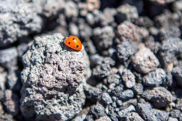 Macro Ladybug Volcano Stone — Stock Photo, Image