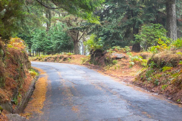 Camino Otoño Bosque Isla Madeira Portugal — Foto de Stock