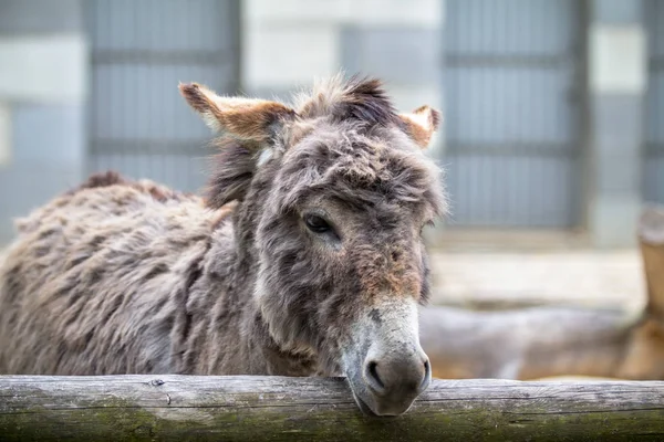 Niedlicher Esel Berliner Zoo Deutschland — Stockfoto