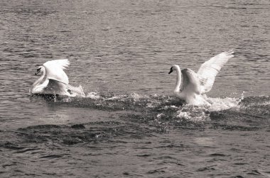 Güzel kuğu oynamak Prag Nehri Vltava, Çek Cumhuriyeti