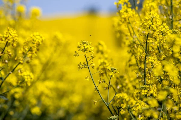 Buntes Feld Blühender Raps — Stockfoto