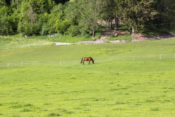 Δείτε Βόσκηση Άλογο Ένα Πράσινο Λιβάδι Μικρό Αγρόκτημα — Φωτογραφία Αρχείου