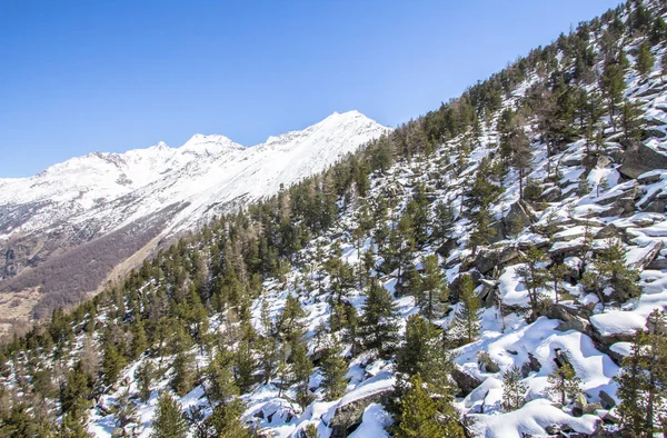 Çam Ağaçları Sviçre Dağlarında Karla Kaplı Saas Fee — Stok fotoğraf