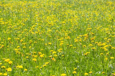 Çiçeklenme alanında sarı bahar dandelions, yakın kadar