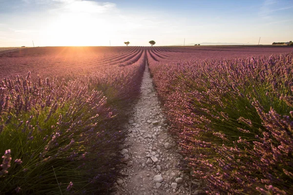 Gran Campo Lavanda Atardecer Provenza Francia —  Fotos de Stock