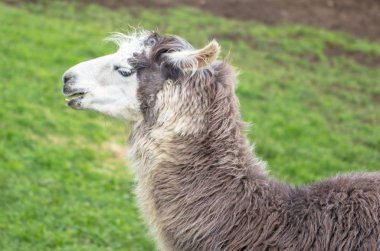Yeşil alan içinde gri Lama Başkanı görünümünü kapat