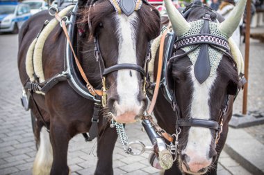 Berlin, Almanya'nın sokakta arabası ile sevimli at