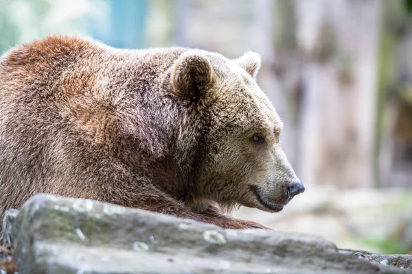 Üzücü bir Hayvanat Bahçesi, Berlin, Almanya'nın Kuzey Amerika boz ayısı yakın çekim