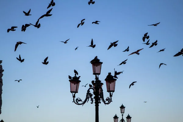 Pombas Voando Sobre Lanterna Veneza Itália — Fotografia de Stock