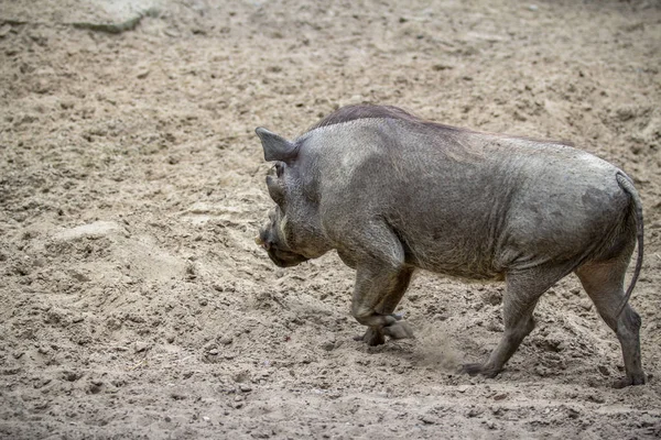 Paseo Jabalíes Por Arena Zoológico Berlín Alemania —  Fotos de Stock