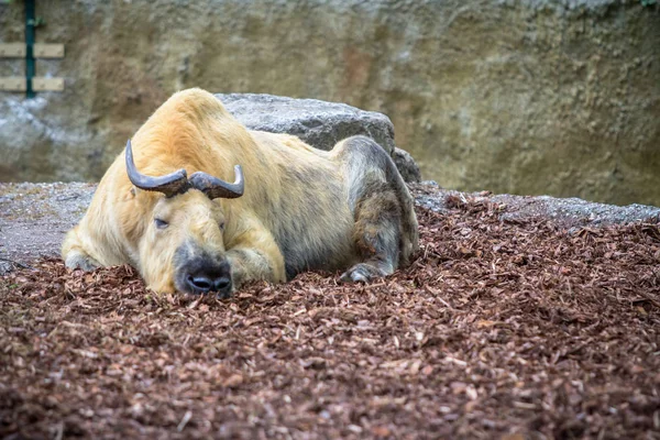 Golden Takin Budorcas Taxicolor Bedfordi Descansa Suelo Zoológico Berlín Alemania —  Fotos de Stock