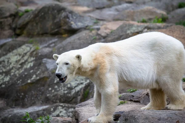 Sehr Dünner Eisbär Berliner Zoo — Stockfoto