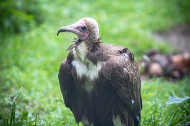Bir Hayvanat Bahçesi, Berlin, Almanya kukuletalı akbaba görünümünü kapat