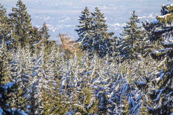 Hermoso Bosque Invierno Cubierto Nieve — Foto de Stock