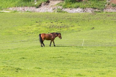 Küçük çiftlikte yeşil arazide otlayan at için görüntüleyin